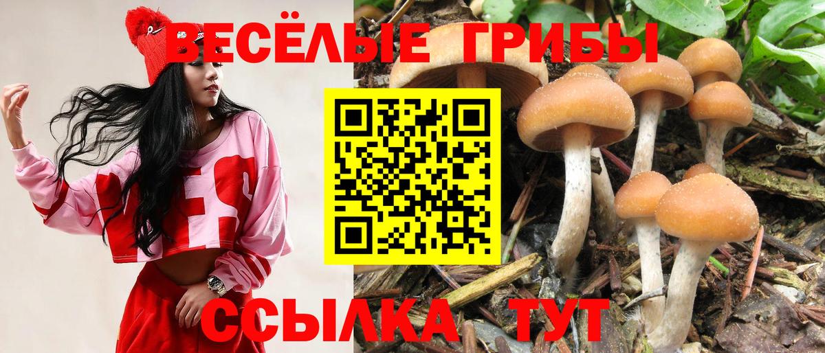 Коряжма  где купить   Псилоцибиновые грибы прущие грибы  Вход с VPN  Галлюциногенные грибы Psilocybine cubensis 